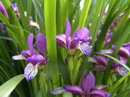 Grass-Leaved Flag